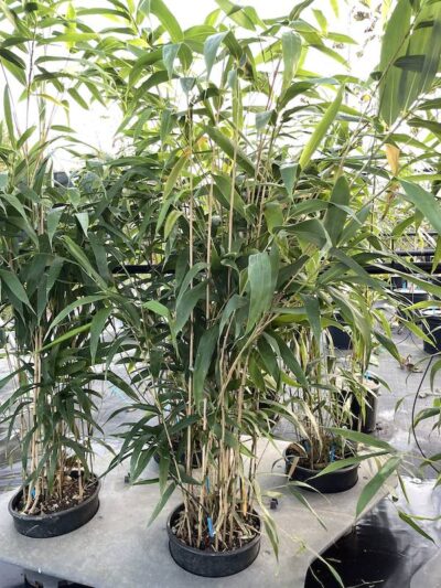Pseudosasa japonica BAMBU METAKE Vivai Frappetta