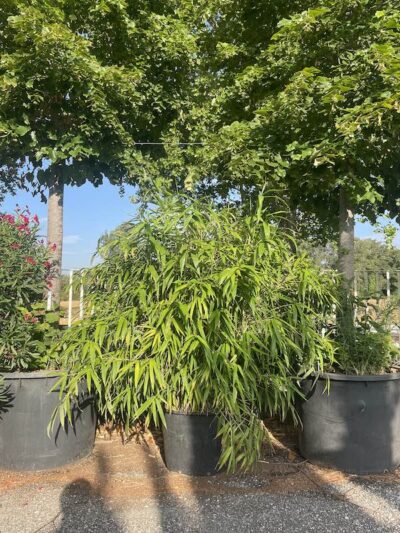 Pseudosasa japonica BAMBU METAKE - Vivai Frappetta