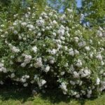 ROSA ICE MEILLANDECOR
