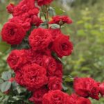 ROSA NEGRESCO GPT ® – Rosa Var. Meigrappo