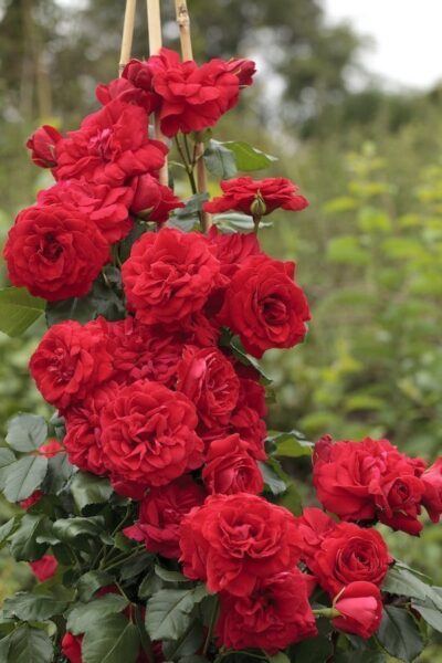 ROSA NEGRESCO GPT ® – Rosa Var. Meigrappo