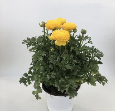 Ranuncolo
