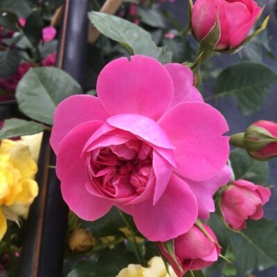 particolare del fiore di rosa allegro gpt