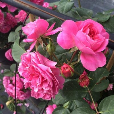 fiori di rosa allegro gpt