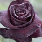 Rosa Black Baccara Meidebenne