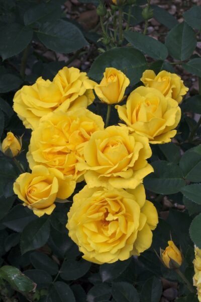 Rosa CARTE D'OR® Meidresia