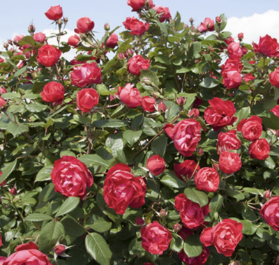 ROSA CHERRY BONICA