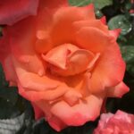 fiore di rosa christophe colomb