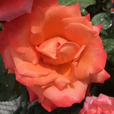 fiore di rosa christophe colomb