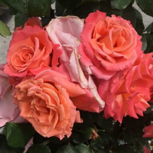 fiori di rosa christophe colomb