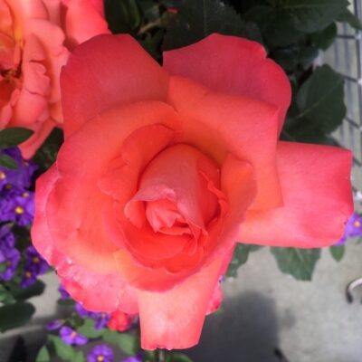 particolare del fiore di rosa christophe colomb