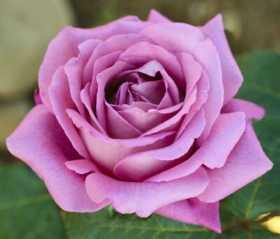 Il fiore di un superbo color malva esala un profumo di verbena e limone.