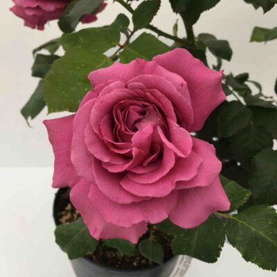 Rosa Claude Brasseur