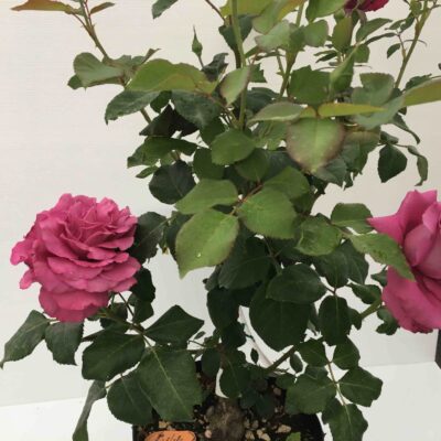 Rosa Claude Brasseur