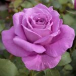 Rosa Claude Brasseur Meibriacus