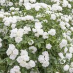 La Rosa Creme Chantilly gode sia di una resistenza eccezionale alle malattie sia di una fioritura bianco puro