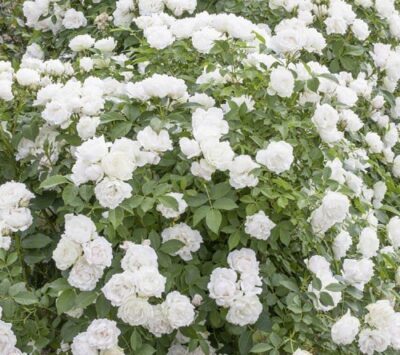 La Rosa Creme Chantilly gode sia di una resistenza eccezionale alle malattie sia di una fioritura bianco puro