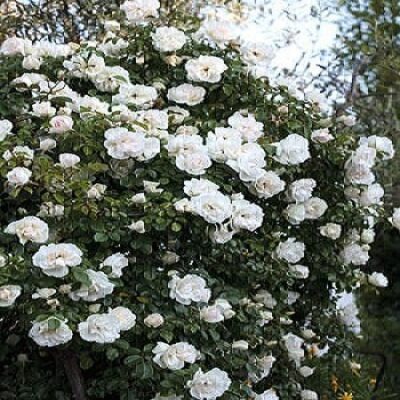 La Rosa Crescendo offre una fioritura ricchissima con grandi fiori bianco panna di circa 30 petali che sbocciano a primavera