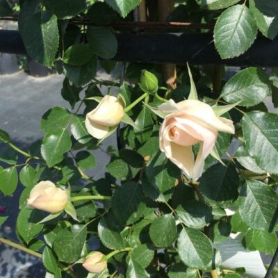 ROSA CRESCENDO GPT o LOOPING GPT - immagine 3
