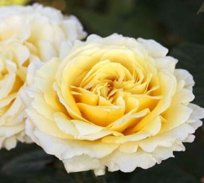 La Rosa Cyrano de Bergerac discende in linea diretta dalla rosa Polka con un incantevole color giallo chiaro.