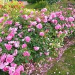 La Rosa Deborah meillandecor è naturalmente resistente alle malattie, ai parassiti e all’inquinamento senza trattamenti né pesticidi che ha ottenuto il prestigioso A.D.R. tedesco.