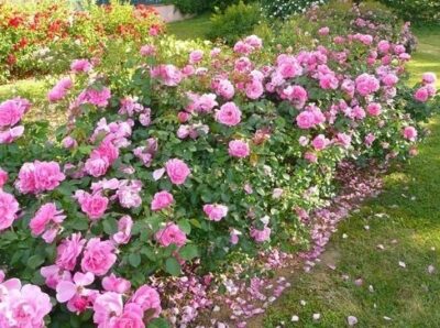 La Rosa Deborah meillandecor è naturalmente resistente alle malattie, ai parassiti e all’inquinamento senza trattamenti né pesticidi che ha ottenuto il prestigioso A.D.R. tedesco.