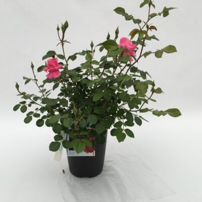 piantina in vaso di rosa deborah meillandecor