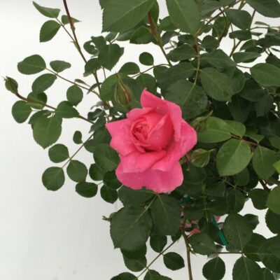 fiore in primo piano di rosa deborah meillandecor