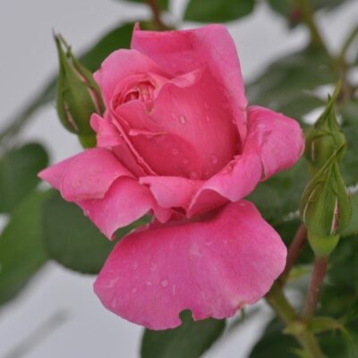 petali di rosa deborah meillandecor