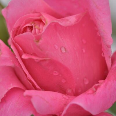 petali di rosa deborah meillandecor