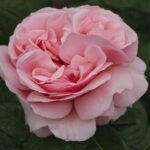 La Rosa Donatella è una rosa luminosa dal profumo forte molto piacevole.
