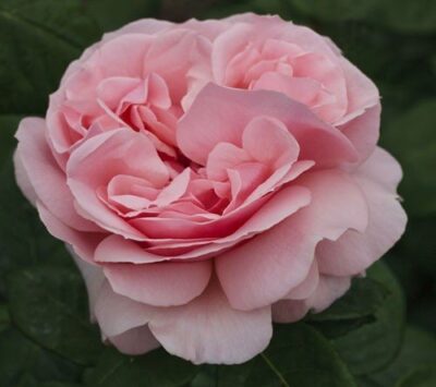La Rosa Donatella è una rosa luminosa dal profumo forte molto piacevole.