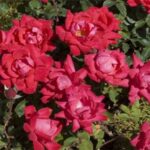 La Rosa Double Knock Out ha portamento eretto e folto, grazie alle foglie fitte e sane, è autopulente e non richiede di essere potata per indurla a nuova fioritura.