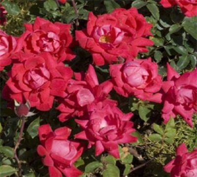 La Rosa Double Knock Out ha portamento eretto e folto, grazie alle foglie fitte e sane, è autopulente e non richiede di essere potata per indurla a nuova fioritura.