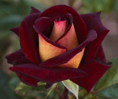 La Rosa Eddy Mitchell presenta un fiore molto rock'n rose Pianta cespugliosa, fioritura continua e con una vegetazione forte