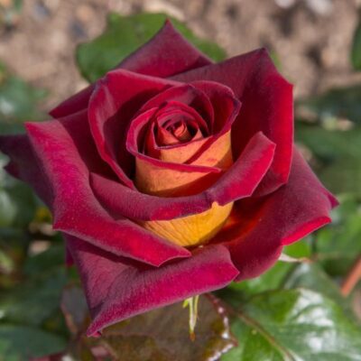 Rosa Eddy Mitchell Meirysett