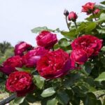 La Rosa Eric Tabarly è molto affascinante e il fiore profumato rosso porpora di forma antica ricorda la Pierre de Ronsard