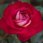 La rosa Gypsy è una rosa magnifica dall'effetto bicolore con grandi fiori sensuali a leggeri petali aerei