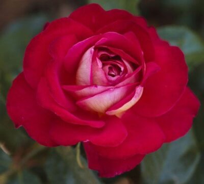 La rosa Gypsy è una rosa magnifica dall'effetto bicolore con grandi fiori sensuali a leggeri petali aerei