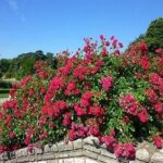 La Rosa Hello ha portamento aperto, compatto e la fioritura abbondante donano alla rosa l'aspetto di un vero cuscino fiorito
