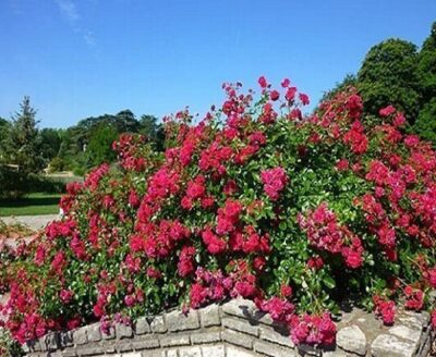 La Rosa Hello ha portamento aperto, compatto e la fioritura abbondante donano alla rosa l'aspetto di un vero cuscino fiorito