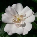 particolare del fiore di rosa ice meillandecor