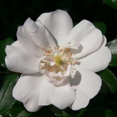 particolare del fiore di rosa ice meillandecor