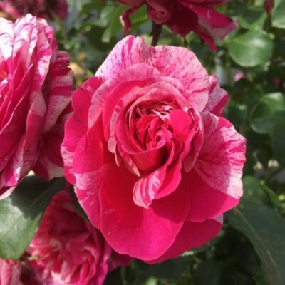 particolare del fiore di rosa ines sastre gpt