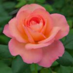 Rosa JAZZ FESTIVAL® Meizizany