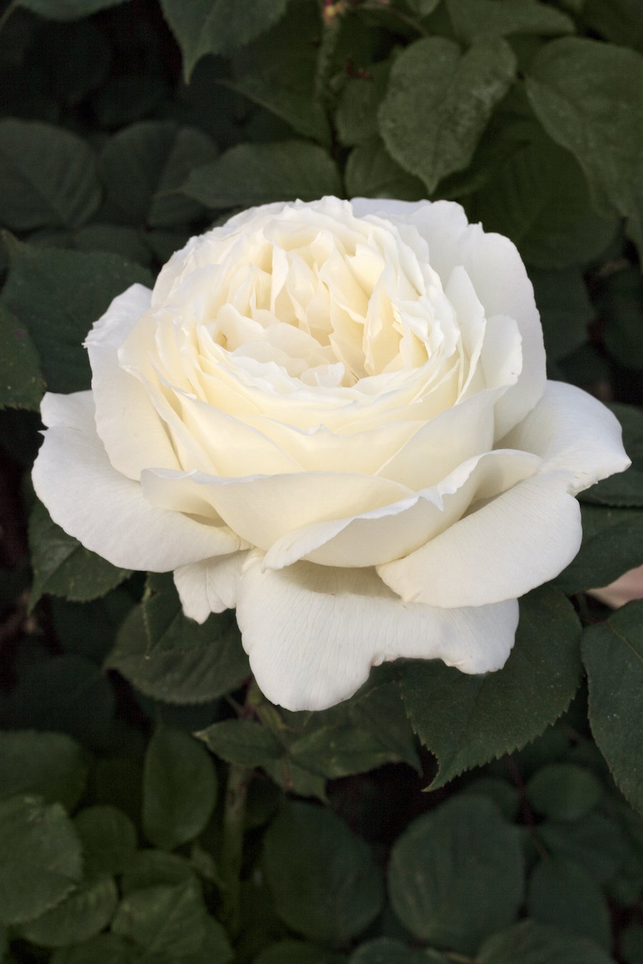 Роза сорта Жанна Моро