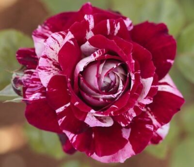 La Rosa Julio Iglesias è una rosa straordinaria dall'originale color panna molto chiaro striato di rosso.