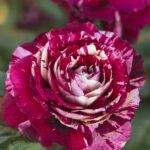 Rosa Julio Iglesias Meistemon