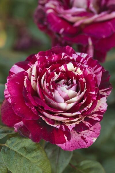 Rosa Julio Iglesias Meistemon