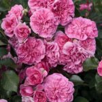 Rosa LES QUATRE SAISONS® Meifafio